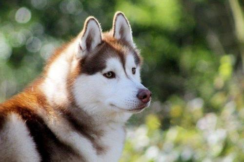 Husky Siberian – Χάσκι Σιβηρίας