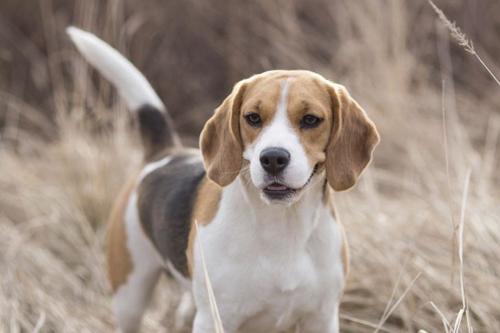 Beagle – Μπίγκλ
