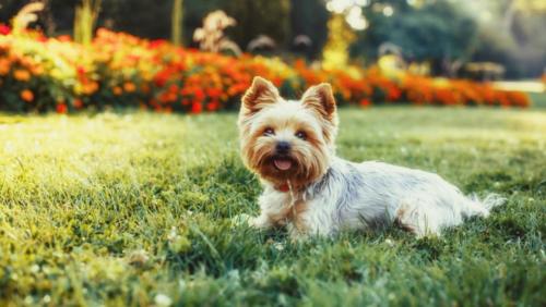 Yorkshire Terrier – Γιορκσάιαρ Τεριέ
